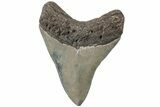 Serrated, Fossil Megalodon Tooth - South Carolina #234114-1